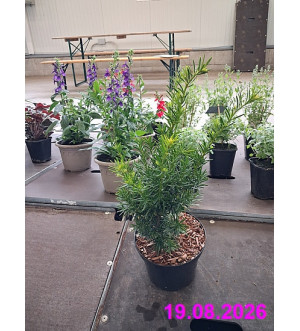Taxus media 'Densiformis' C 2,5 L